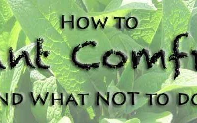 How To Plant Comfrey... And What NOT To Do!