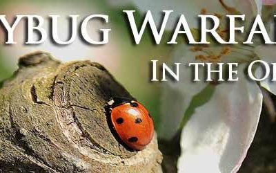 Ladybug Warfare in the Orchard!