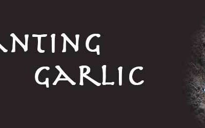Planting Garlic
