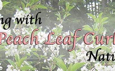 Dealing With Peach Leaf Curl Naturally
