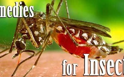 Home Remedies for Insect Bites