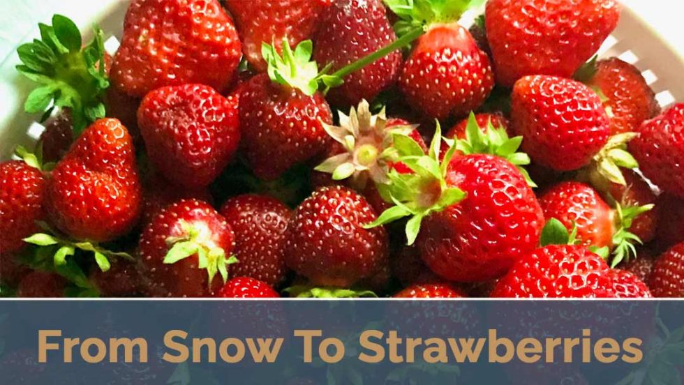 My Beautiful Garden How It Transforms From Snow To Strawberries